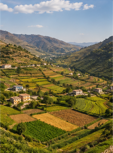 Terraced farmland across a green valley